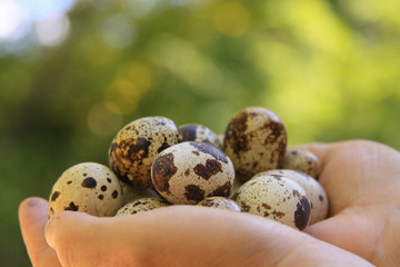 Obraz premium Quail eggs in eggs closeup bokeh bright green background