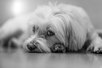 White Bichon Maltese dog lying on the ground