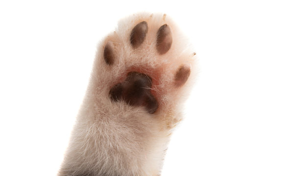 cat paw isolated