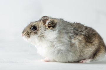 hamster on the grey background