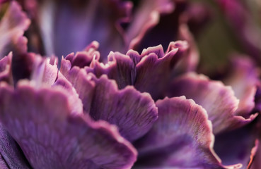 Abstract floral background, purple carnation flower. Macro flowers backdrop for holiday brand design