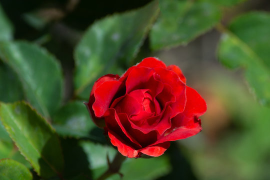 Red rose on blured green background