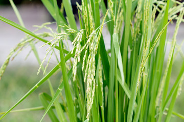 Rice grains