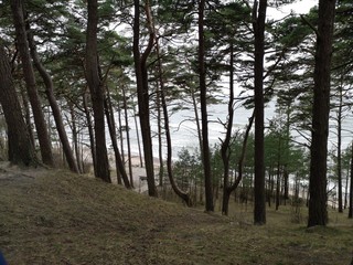  Sea ​​Through The Trees