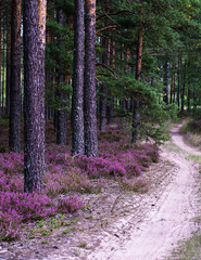 in the pine forest, the heather blossoms in purple along the side of the road