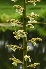 
Detail of a type of cluster inflorescence. Flowers with white petals. Cluster of white flowers arranged along a thick stem. Blurred nature background.