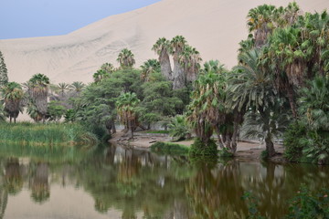 Oasis in the desert