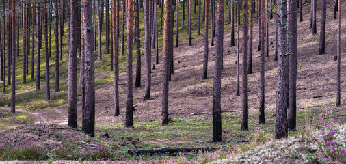 view of Latvian pine forest, slender tree trunks stand out on hill, there was a burnt forest