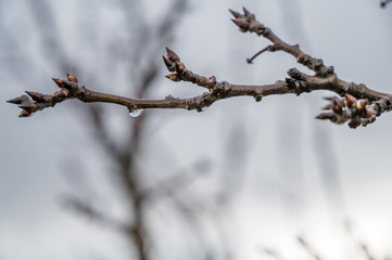 Knospen am Ast eines Apfelbaumes im Frühjahr vor dem Aufblühen