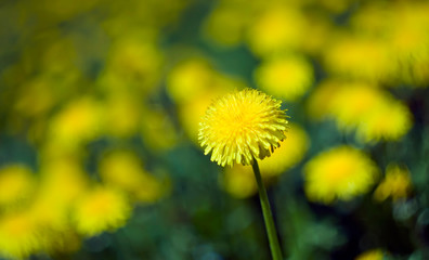 dandelion flower in spring landscape. closeup
