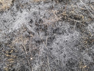 frost on grass