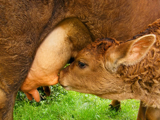 calf drinking milk from mother cow