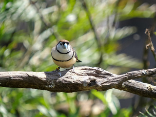 close up of a double-barred finch on a branch