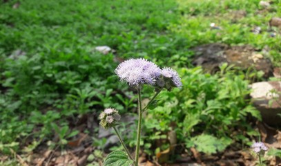 flowers in the garden