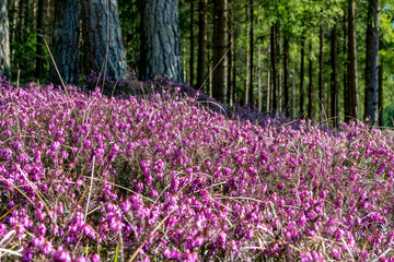 heather flowers  or erica vulgaris in a forest near Leoben, Styria, Austria in spring