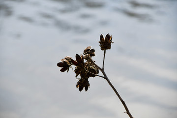 Dried flower buds in winter and early spring agains blurred sy