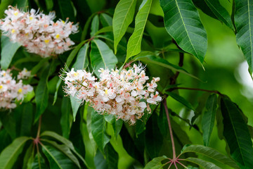 Branch with many fresh white chestnut white flowers and large green leaves in a garden in a sunny spring day, beautiful outdoor floral background