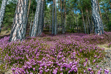Heather Flowers Erica Vulgaris Forest