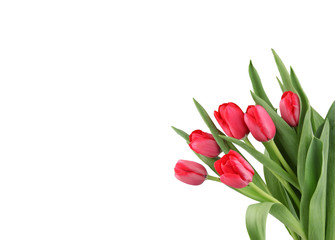 Close-Up Of Red Tulips Flowers Against White Background.