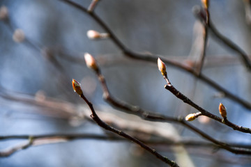 Newly budding tree branches in early spring with blurred background
