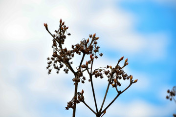 Dried seeds and buds against a blue sky for new spring growth