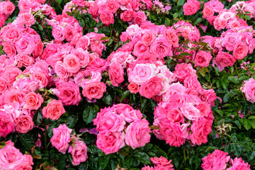 Large green bush with fresh vivid pink roses and green leaves in a garden in a sunny summer day, beautiful outdoor floral background photographed with soft focus