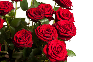 many red roses on black background