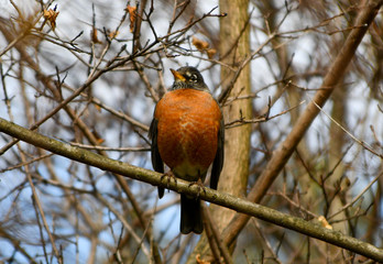 Robin Red Breast in woods