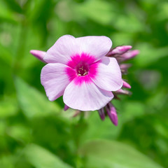 A single flower of pink fiber on the background of greenery. Selective focus. Phlox.