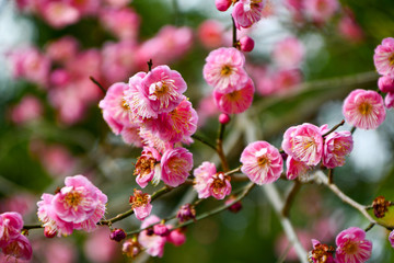 Macro of Pink flower Blossoms in Early Spring