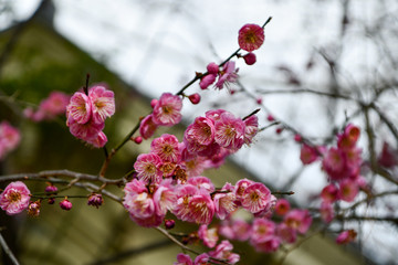 Pink Cherry Blossoms budding in eraly spring