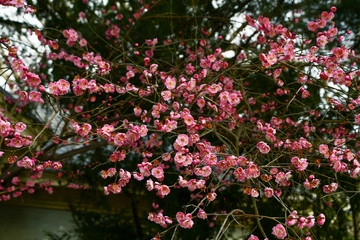 Beautiful pink flower blossoms and branches