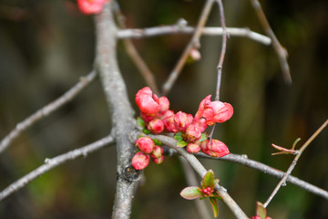 New pink flower Blossoms in Early Spring