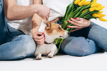 Close up portrait of dog with yellow flowers isolated on white background with lovely couple behind. Celebrating valentine , woman's day. Love and happy family concept.