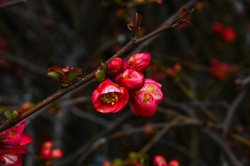 Red Flower Buds in Early Spring