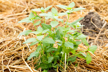 peppermint, Mentha piperita or M. arvensis.