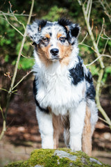 Australian Shepherd puppy.