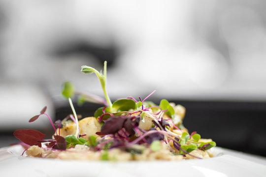 Chef Food Decorates With Microgreens Sprouts Fish Dish. Concept High Art Cooking