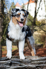 Australian Shepherd puppy.