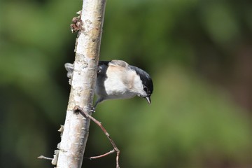 marsh tit on a tree