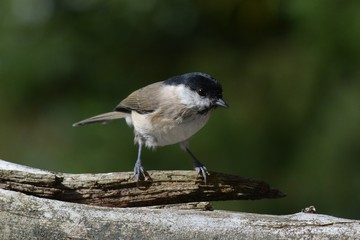 bird on a tree trunk