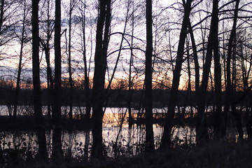 Evening in the forest