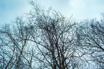 trees without leaves against a blue sky