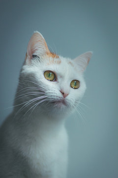 171 Best Chat Blanc Images Stock Photos Vectors Adobe Stock