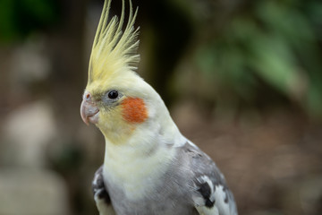 A Head Shot of A Cockatiel with its Crest Up, Close Up Selective Focus
