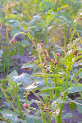 Colorado potato beetles