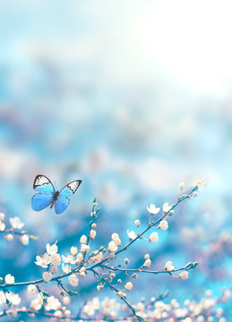 Fototapeta Cherry blossoms over blue nature background. Spring flowers. Spring background with bokeh. Butterfly.