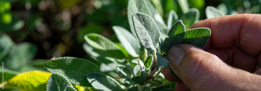 Wall mural close-up, common sage (salvia officinalis) aromatic herb and spice. hand pick up salvia plant