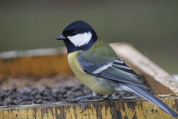 Sikora ,ptak sikora ,sikora w karmiku