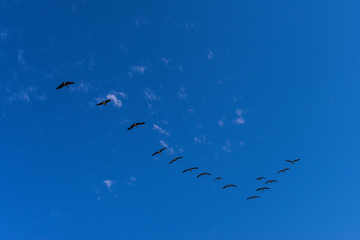 Flock of Canada Geese Flying in the Blue Sky